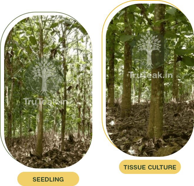 Advantages of Tissue Culture Teak