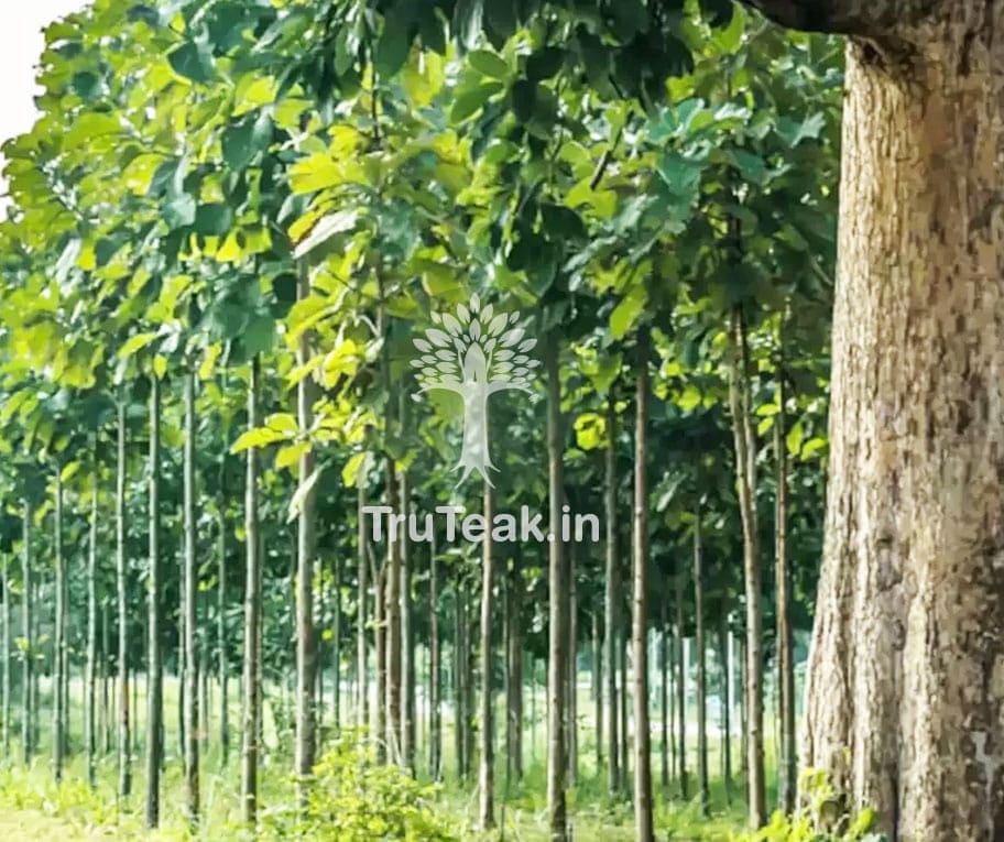 Tissue Culture Teak Plants Tissue Culture Burma Teak Plants TruTeak