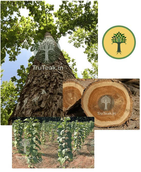 Tissue Cultured Teak Cultivation Guide