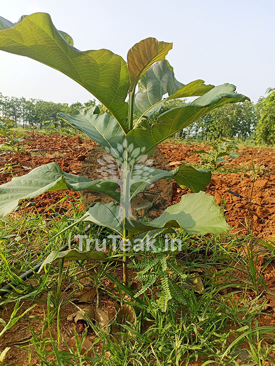 Tissue Culture Teak Plants