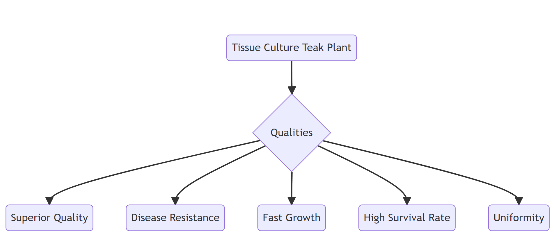 Understanding Tissue Culture Teak Plant: An Overview