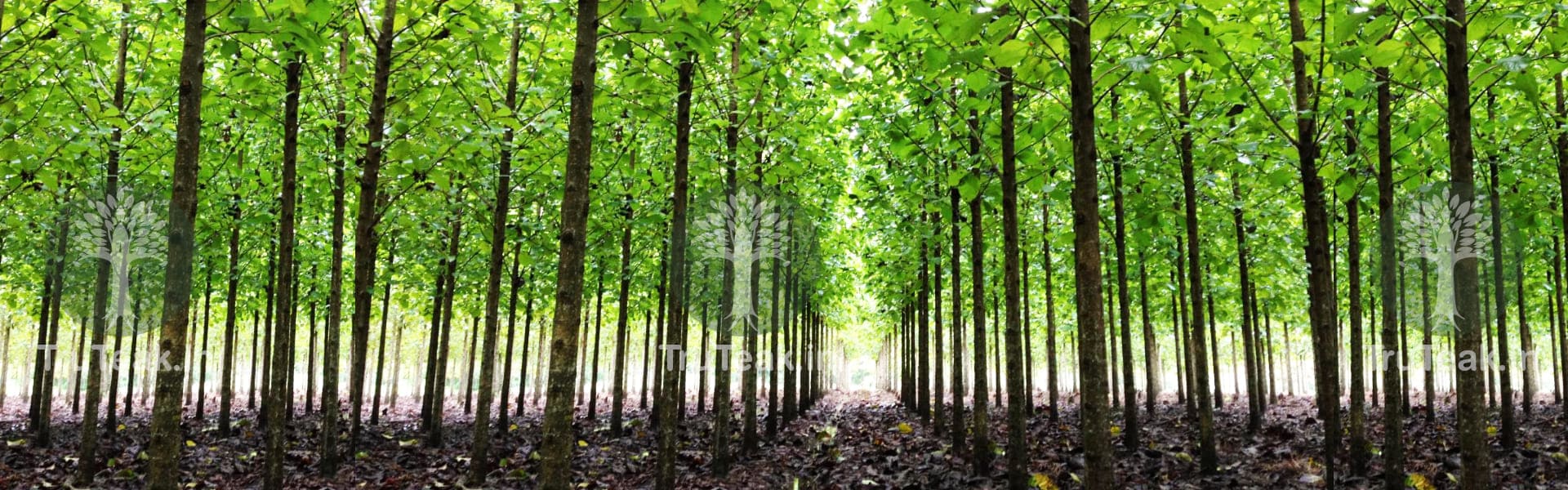Tissue Culture Teak Plants Tissue Culture Burma Teak Plants TruTeak