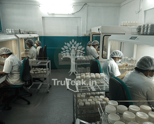 Tissue Culture Teak Plants