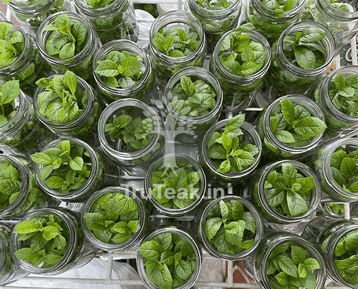 Tissue Culture of Teak Plants (Tectona grandis)