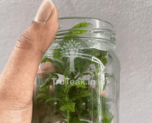 Tissue Culture Teak Plants