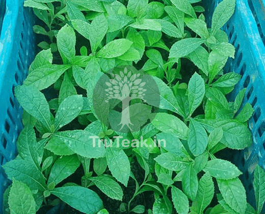 Burma Tissue Culture Teak