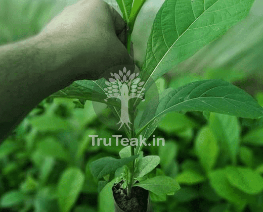 Burma Tissue Culture Teak