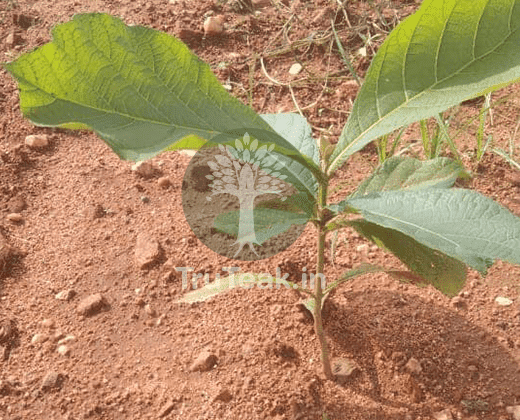 Teak Plant