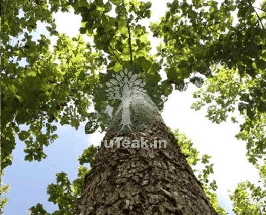 Tissue Cultured Teak Tree