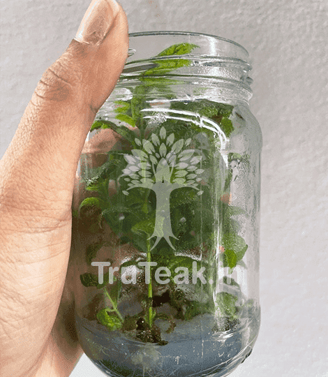 Natural Tissue Culture Teak Plants