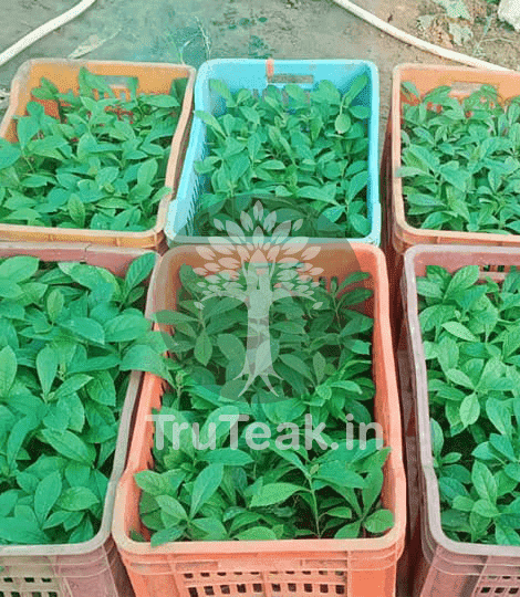 Tissue Culture of Teak Plants (Tectona grandis)