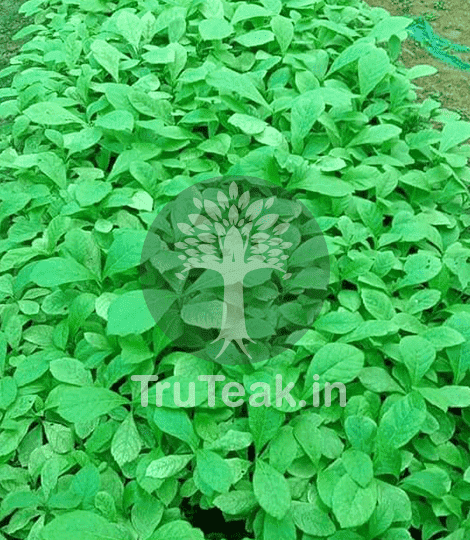 Teak Plants