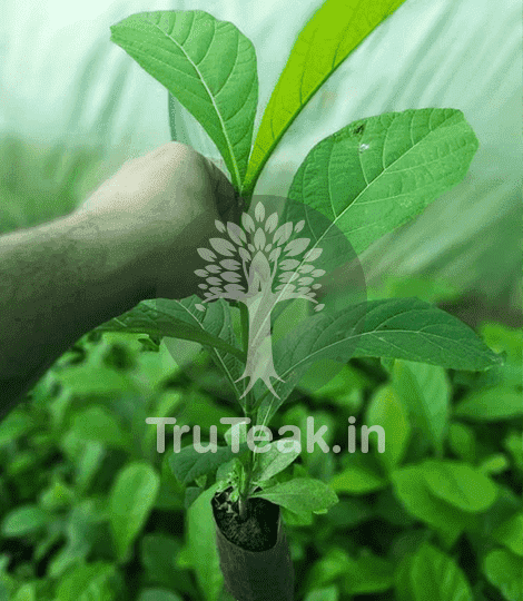 Tissue Culture of Teak Plants (Tectona grandis)