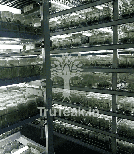 Burma Tissue Culture Teak