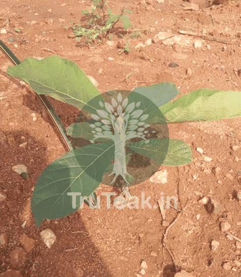 Natural Tissue Culture Teak Plants