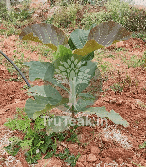 Tissue Cultured 3 Month Teak Plant